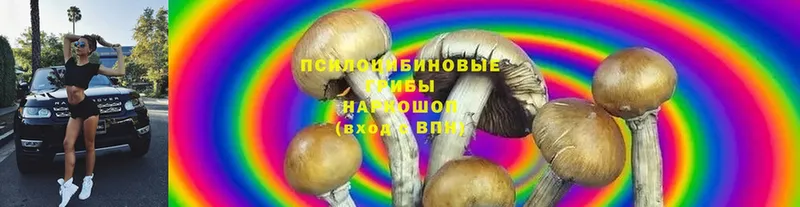 МЕГА ССЫЛКА  Алагир  Галлюциногенные грибы Psilocybine cubensis 